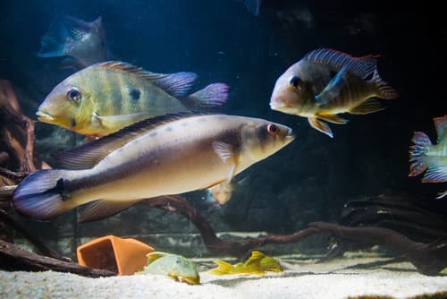 Aquarium of Réunion