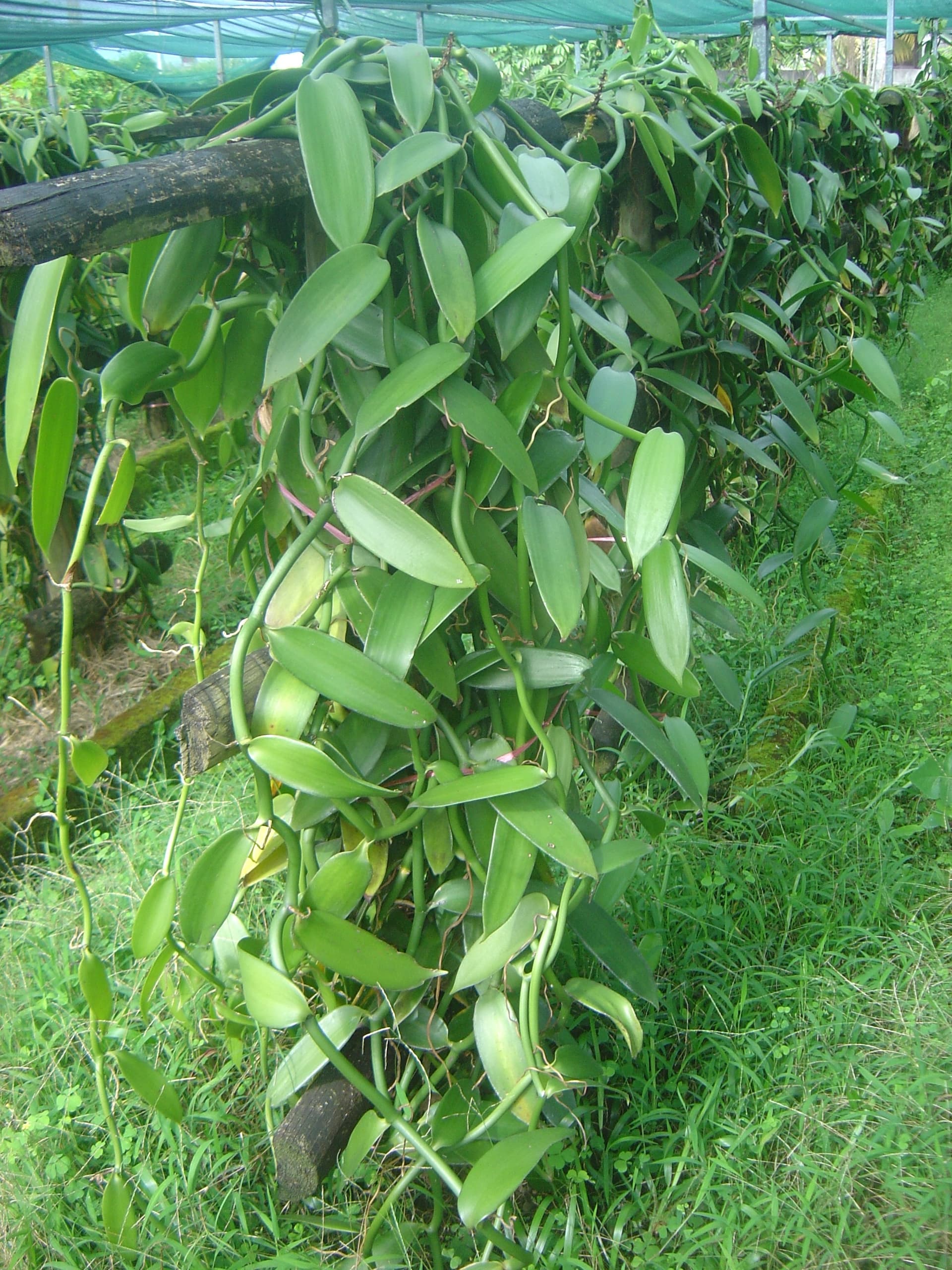 La Vanilleraie