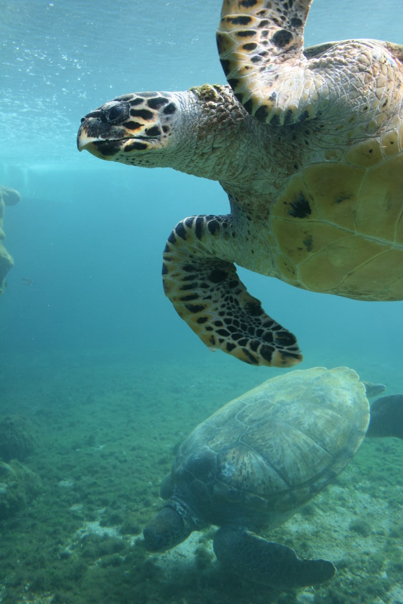 Kélonia – Observatoire des tortues marines